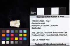 Foto (Objket + Etiketten) von Galatheoidea indet. 